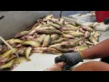 How to fillet yellow perch