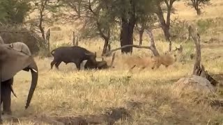 lion pride attack buffalo save by elephant herd and  rescue by buffalo brother video 