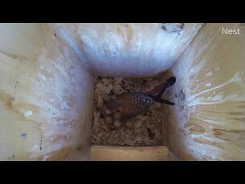 Male American Kestrel incubating 5 eggs