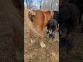 HORSE POOPS During Pedicure Farrier Farrierlife Horse Hoof Hooftrimming Asmr Shorts