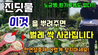 진딧물.응애.깍지벌레 이것 두가지만 뿌려주면 벌레 싹사라지고 병도 없어요 천연살충제 페트병 추비 방법