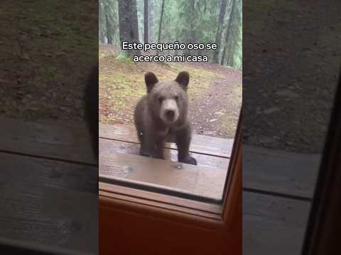 Este Oso Se Volvió Mi Mejor Amigo