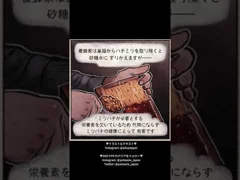 ミツバチにはちみつを与えないでください!