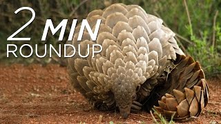 Extinct earwigs, a shark rescue & Angry Birds help save pangolins