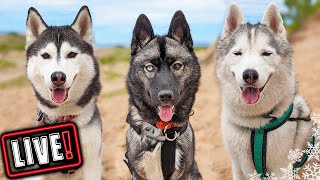 Husky Hangout LIVE 🔴 LIVE Q & A With our Siberian Huskies!