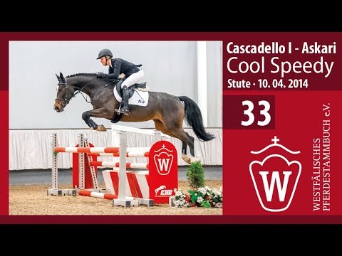 33 Cool Speedy Stute v. Cascadello I - Askari