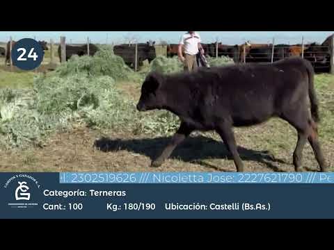 Lote Hembras - Castelli Bs As