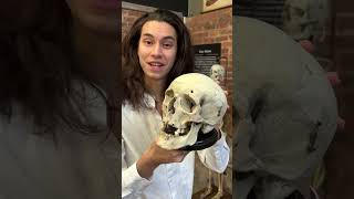 Download lagu Part 3 of rarest bones in the bone museum mp3