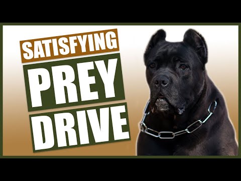 YouTube video about: How to teach your dog to drive?