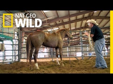 Breakin' 'Em In | Mustang Millionaire