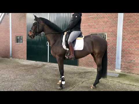 Gwendoline | Tango x Scandic | Sister of KWPN approved stallion