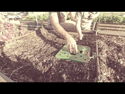 Square foot gardening, green beans with Littles!