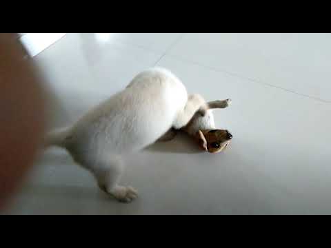 Lab puppy playing 😍