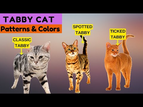 ARE TABBY CATS A BREED? Watch This Video To Learn The Answer +  Common Tabby Patterns & Colors!