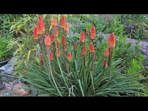 , title : 'Kniphofia sp. - Fackellilie, Torch Lily'