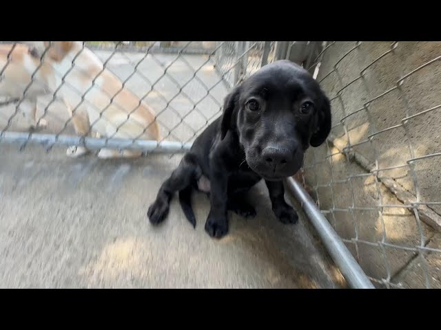 (子犬) 犬種:ラブラドール・レトリーバー 女の子 ブリーダー マロニエケンネル MARRONNIER KENNEL k4061の画像