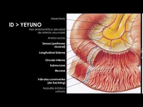 13 Intestino delgado