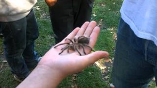 preview picture of video 'BMan at the Tarantula Awareness Festival - Oct. 27, 2012'