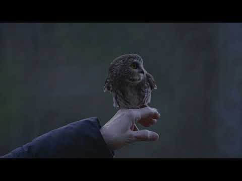 Rocky The Owl Takes Flight | Ravensbeard Wildlife Center