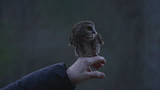 Rocky The Owl Takes Flight | Ravensbeard Wildlife Center