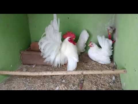 Galo e galinhas garnizé Nagazaki brancos do amigo