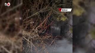 Ormanlık Alanda Yangın