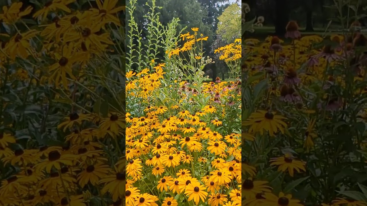 Lake of the Woods Pollinator Garden