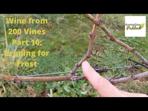 Wine from 200 Vines Part 10: Pruning for Frost