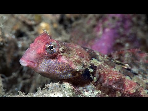 Mucky Secrets - Part 9 - Mandarinfish & other Dragonets - Lembeh Strait