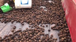 Cracking black walnuts - processing start to finish