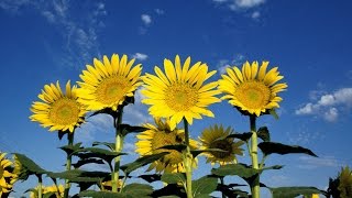 Leo September 2016 End of Month Astroweather: Speak Your Mind!