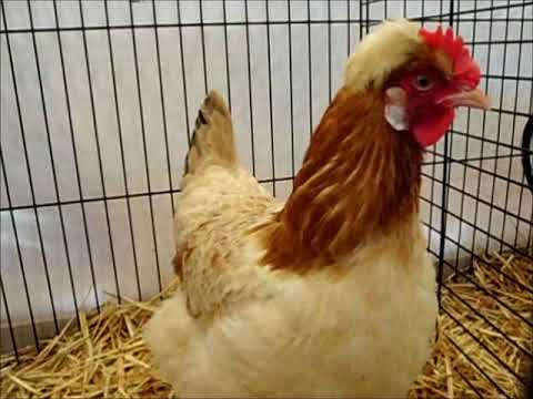 Sulmtaler, Nationale Geflügelschau Schweiz 2018, Sulmtaler Chicken