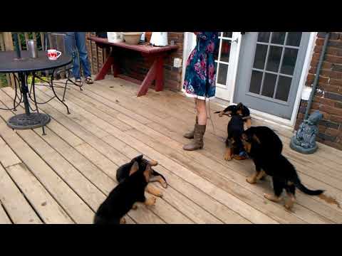 Puppies/Dogs for sale - 		Waldo German Shepherd Dogs