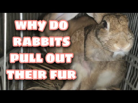 Why do Rabbits Pull Out Their Fur-Rabbit Farming, Facts and Care
