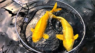 Having To Sell Some Of My Japanese Koi Fish. Uk koi Pond