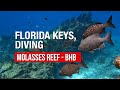 Key Largo Florida Diving The Molasses Reef And Blue Heron Bridge