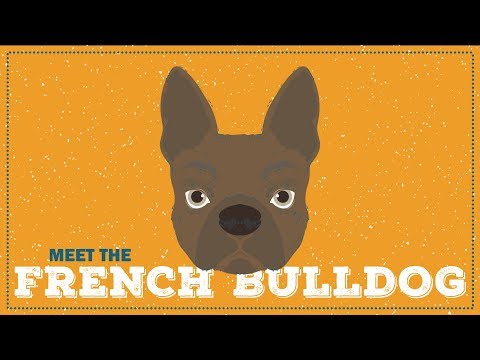 French Bulldog | CKC Breed Facts & Profile