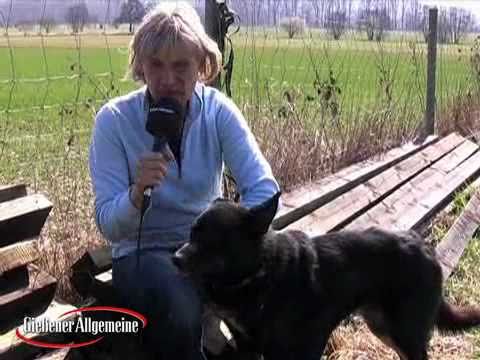 Frauchen gesucht: Verschmuster Hirtenhundmischling „Nero"