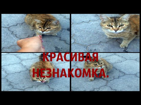 Незнакомка .Случайная встреча.