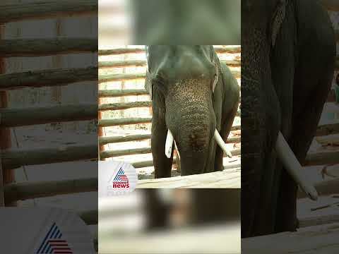 പി ടി സെവനെ കുങ്കിയാക്കുമോ? ഒരു പിടിയുമില്ലാതെ വനംവകുപ്പ്