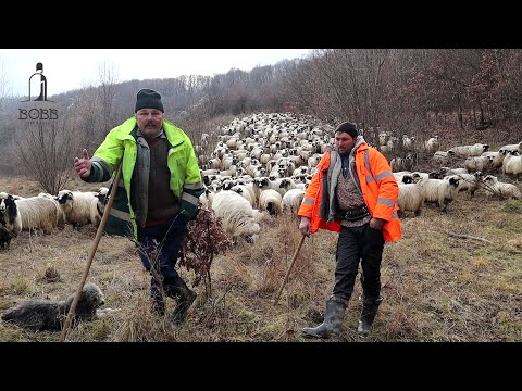 , title : 'Oile BREZE ale familiei IACOB de pe Valea Huta, comuna Negrilești | Ciobănesc BĂLAN masiv 2023'