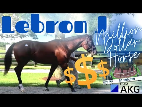 LEBRON J | TEAM AKG'S MILLION DOLLAR HORSE