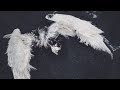 ANGELS Lyric Video Chase Atlantic