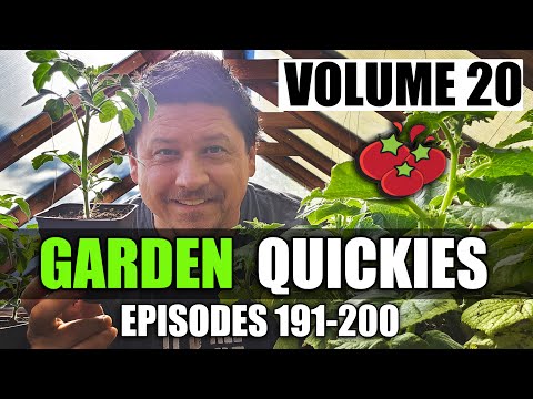 How To Grow Strawberries From Runners Tips and Tricks 2019