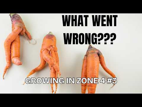Fix Weird Carrots & Beets: Soil Secrets Revealed
