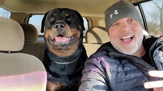 Best Ways To Stop Dogs Car Sickness/Best Ways To Calm Fear and Anxiety In Dogs/Dog Psychology