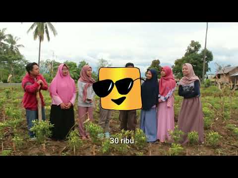 BUDIDAYA TANAMAN CABAI RAWIT |  Wawancara Petani di Desa Lolu Kabupaten Sigi