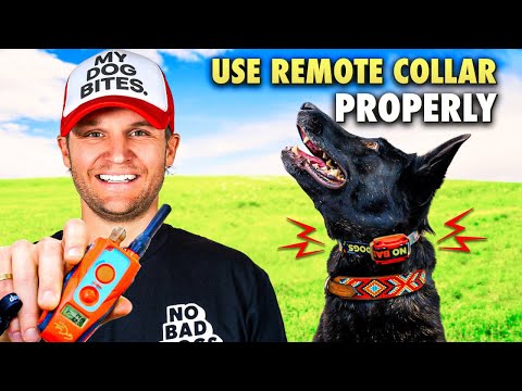 E collar training for beginners/How to train a dog using the remote collar!