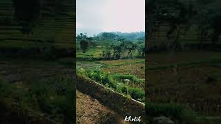 Download lagu Selamat Pagi Dunia Tipu Tipu - STORY WA mp3 Download lagu Selamat Pagi Dunia Tipu Tipu - STORY WA mp3