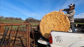 A New Way to Feed the Cows in the Winter Pasture